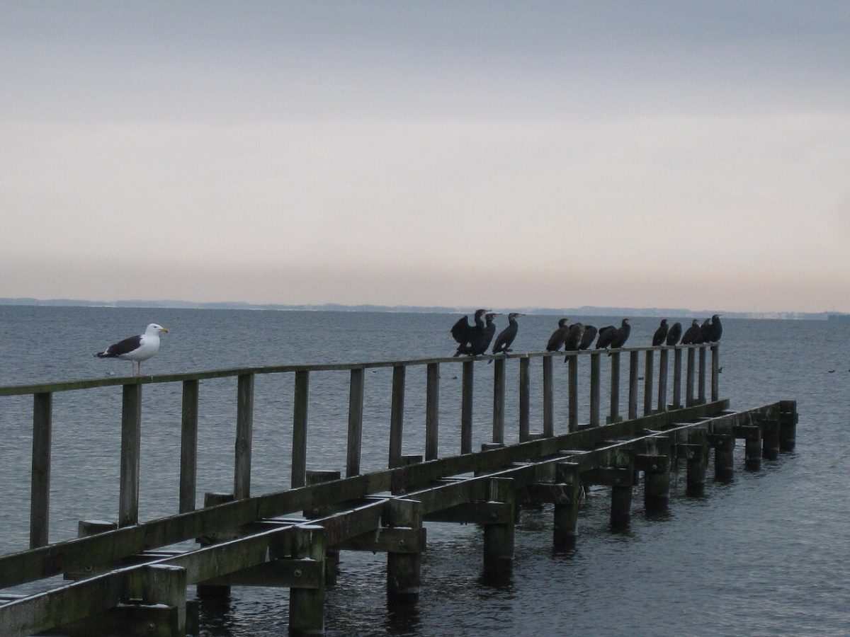 Aborg Strand N – billede 2